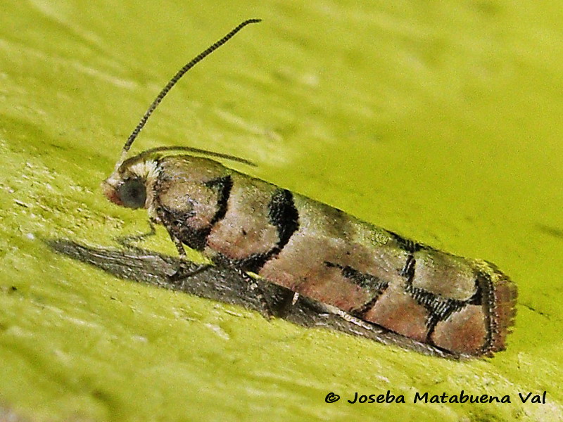 Micro da id - Pseudococcyx tessulatana, Tortricidae